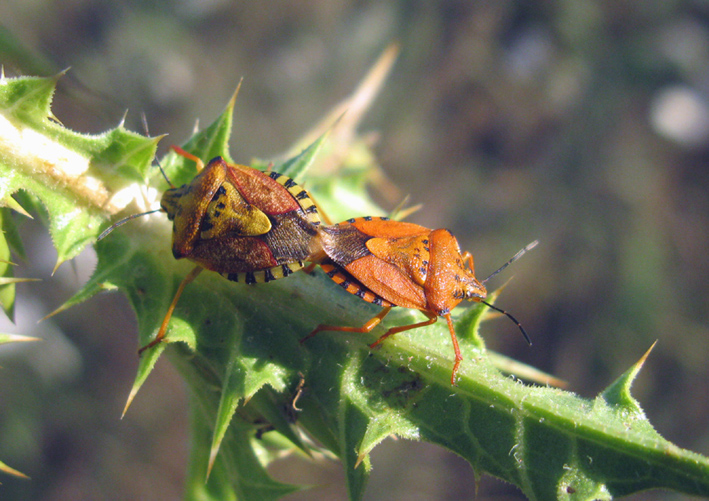 altre cimici da identificare